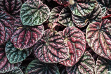 Peperomia caperata doku arkaplanı bırakır, kalp şekli ev bitkisini terk eder