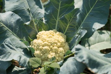 Karnabahar bitkisi organik sebze bahçesinde yetişiyor.