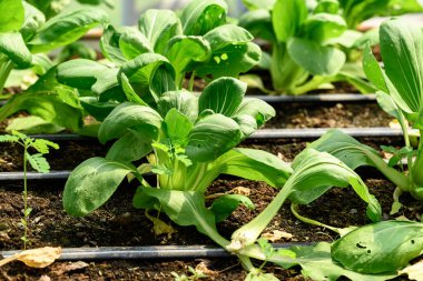 Bok choy plant growing in organic vegetable garden using drip Irrigation system clipart