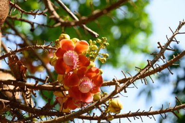 Turuncu Gülle Ağacı Çiçeği Yaz mevsiminde çiçek açıyor