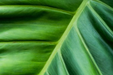 Yeşil Philodendron yaprakları doku, doğa arkaplanı