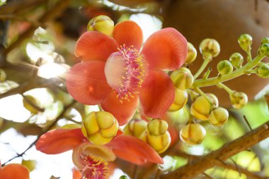 Turuncu Gülle Ağacı Çiçeği Yaz mevsiminde çiçek açıyor