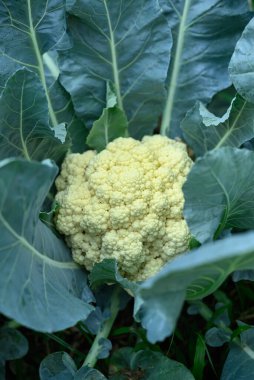 Karnabahar bitkisi organik sebze bahçesinde yetişiyor.