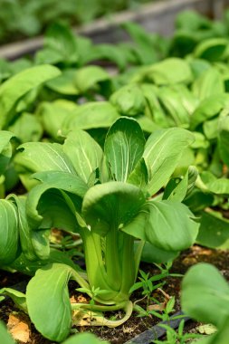 Damla sulama sistemi kullanılarak organik sebze bahçesinde yetiştirilen bok choy bitkisi.