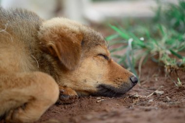 Yaz mevsiminde yerde uyuyan kahverengi köpek yavrusu, Tayland