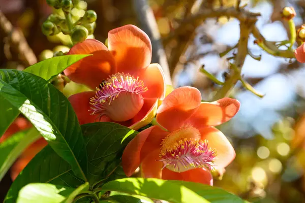 Orange Cannonball tree flower blooming in summer season