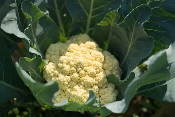Cauliflower plant growing in organic vegetable garden