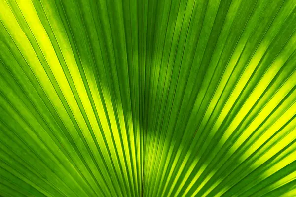 Green palm leaf with sunlight shade, Nature texture pattern background, tropical plant