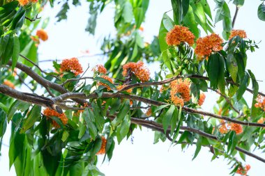 Yaz mevsiminde açan güzel Orange Ashoka ağacı çiçeği, Tayland