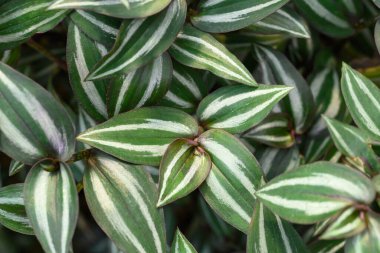 Inchplant or Wandering Jew plant, Nature leaves background in ornamental garden clipart