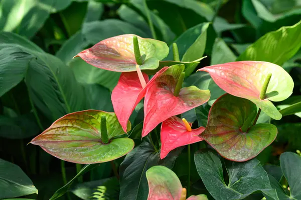 stock image Red green Anthurium flower in ornemental garden