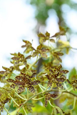 Tayland 'da çiçek açan orkide çiçeği (Grammatophyllum speciosum blume)