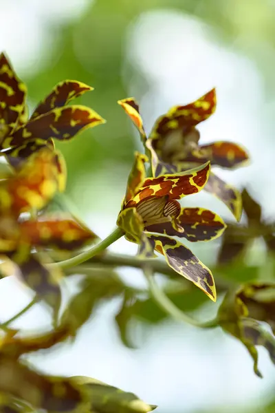 Квітка Орхідеї Грамматофілум Спекосум Квітуча Таїланді Стокова Картинка