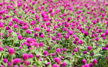 Bahçede açan Pembe Küre Amaranth çiçekleri (Gomphrena globosa), yaz mevsimi, tropikal çiçek arka planı