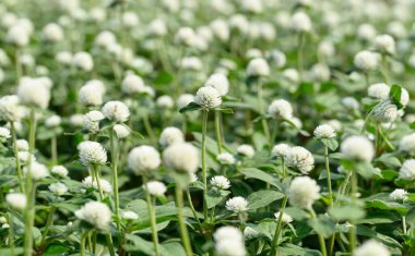 Beyaz Küre Amaranth çiçekleri (Gomphrena globosa) bahçede çiçek açarlar, yaz mevsimi, tropik çiçek arkaplanı