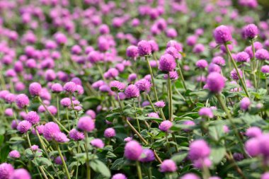 Bahçede açan Pembe Küre Amaranth çiçekleri (Gomphrena globosa), yaz mevsimi, tropikal çiçek arka planı