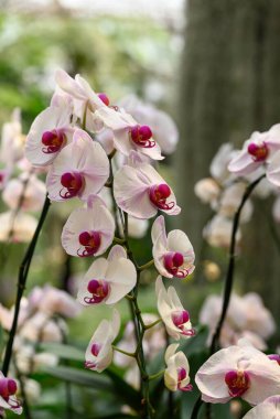 Tayland 'da güzel pembe beyaz falaenopsis orkidesi çiçek açar.