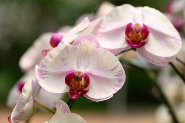 Tayland 'da güzel pembe beyaz falaenopsis orkidesi çiçek açar.