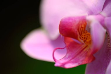 Güzel pembe falaenopsis orkidesi Tayland 'da çiçek açar.