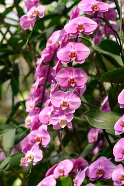 Güzel pembe falaenopsis orkidesi Tayland 'da çiçek açar.