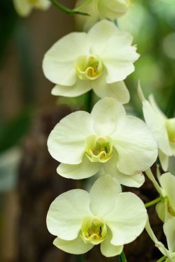 Güzel sarı falaenopsis orkidesi Tayland 'da çiçek açar.