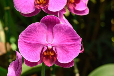 Güzel pembe falaenopsis orkidesi Tayland 'da çiçek açar.