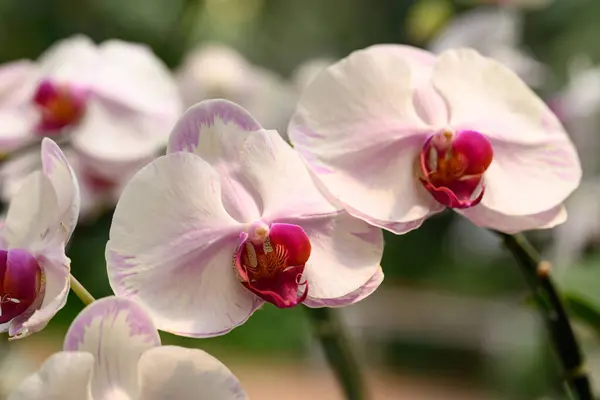 Красива Рожево Біла Орхідея Phalaenopsis Квітка Розквітає Таїланді Ліцензійні Стокові Зображення