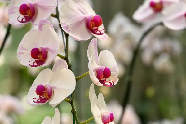 Красива Рожево Біла Орхідея Phalaenopsis Квітка Розквітає Таїланді Ліцензійні Стокові Зображення