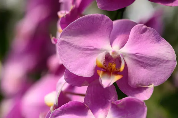 Красива Рожева Квітка Орхідеї Phalaenopsis Таїланді Стокове Зображення