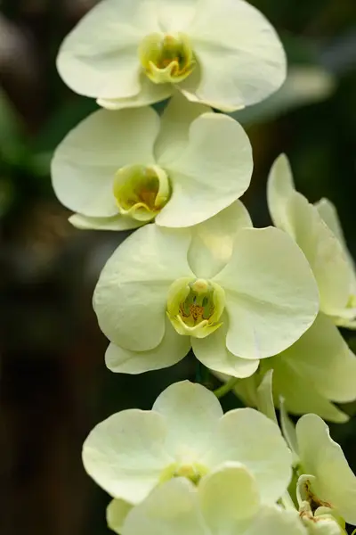 Beautiful Yellow Phalaenopsis Orchid Flower Blossom Thailand Stock Photo