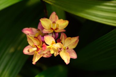 Pembe sarı orkide çiçeği (Spatthoglottis plicata Blume)