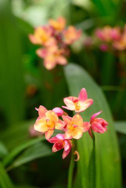 Pembe sarı orkide çiçeği (Spatthoglottis plicata Blume)