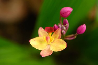 Pembe sarı orkide çiçeği (Spatthoglottis plicata Blume)