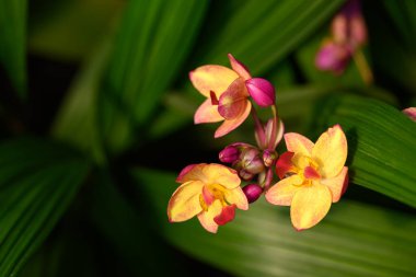 Pembe sarı orkide çiçeği (Spatthoglottis plicata Blume)