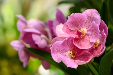 Güzel Pembe Vanda orkidesi Tayland 'da çiçek açar.