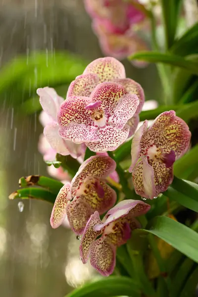 Hermosa Flor Orquídea Rosa Vanda Tailandia Imagen De Stock
