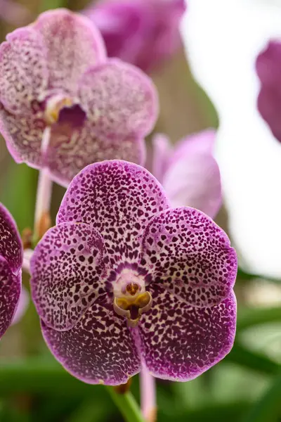 Прекрасний Фіолетовий Квітка Ванди Квітка Розквітає Таїланді Ліцензійні Стокові Зображення