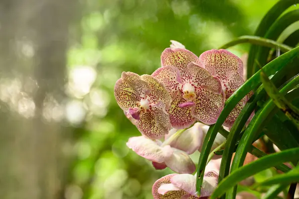 Hermosa Flor Orquídea Rosa Vanda Tailandia Fotos De Stock Sin Royalties Gratis