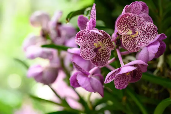 Прекрасний Фіолетовий Квітка Ванди Квітка Розквітає Таїланді Стокове Зображення