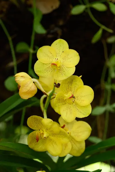 Красива Жовта Квітка Орхідеї Ванди Розквітає Таїланді Стокове Зображення