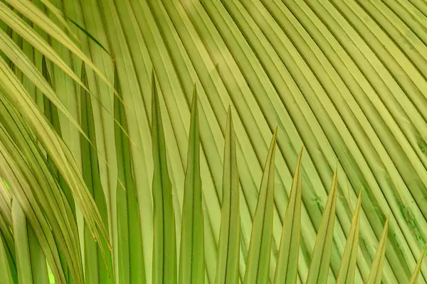 Крупним Планом Фон Текстури Пальмового Листя Тропічний Листовий Завод Стокове Фото