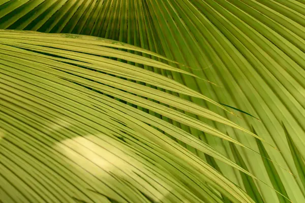 Крупним Планом Фон Текстури Пальмового Листя Тропічний Листовий Завод Ліцензійні Стокові Зображення