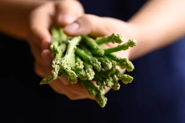 Asparagus Organik Tangan Sayuran Hijau Musim Semi Bahan Makanan Sehat Stok Foto Bebas Royalti