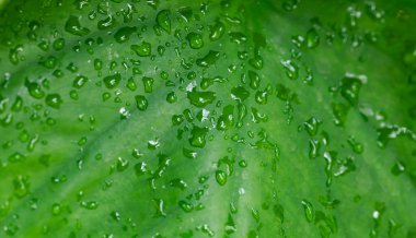 Su damlası ile yeşil Philodendron yaprağı, Doğa dokusu arkaplan