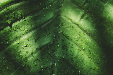 Su damlası ve güneş ışığıyla yeşil Philodendron yaprağı, Doğa dokusu arka planı