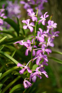 Mor orkide çiçekleri (Ascocentrum miniatum veya Vanda miniatum)