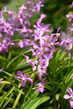 Mor orkide çiçekleri (Ascocentrum miniatum veya Vanda miniatum)