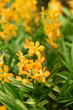 Sarı orkide çiçekleri (Ascocentrum miniatum)