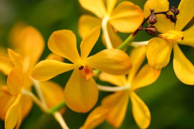 Sarı orkide çiçekleri (Ascocentrum miniatum)