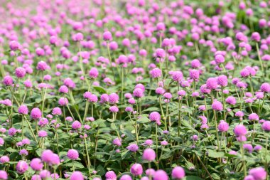 Bahçede açan Pembe Küre Amaranth çiçekleri (Gomphrena globosa), yaz mevsimi, tropikal çiçek arka planı